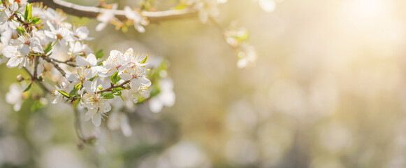 Spring background, banner - flowers of plum tree, selective focus, close up with space for text