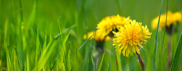 Selective focus close-up of the yellow dandelions on spring meadow, banner. Yellow flowers in green grass on the field. Taraxacum officinale