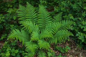 Natur und Wachstum
