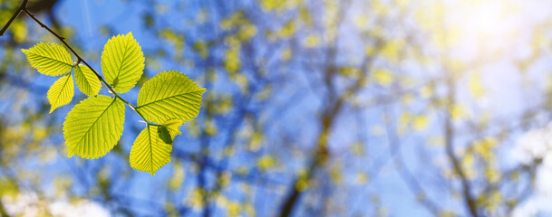 Spring landscape, background, banner - view of the hazel leaves on the branch in the deciduous forest on a sunny day, close up, with space for text