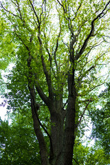 Natur und Wachstum