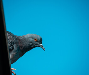 A blue pigeon sits on the roof and watches intently, against the blue sky. Space for your text.