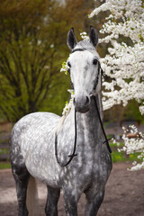 Portrait of a beautiful grey Orlov trotter in a black bridle with rhinestones on the background of flowering