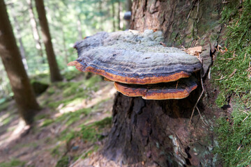 beautiful multicolored large mushroom on a tree trunk