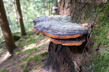 beautiful multicolored large mushroom on a tree trunk