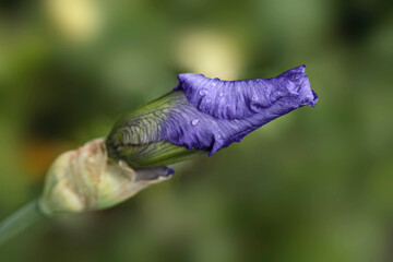 Purple gladiolus on nature background