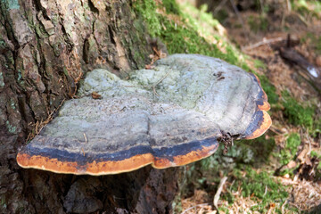 beautiful multicolored large mushroom on a tree trunk