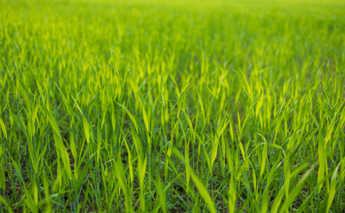 Obraz premium Feld Frühling in der Natur