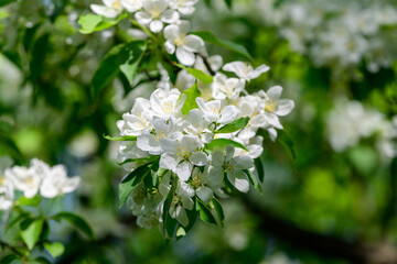 Flowering apple tree branch in spring