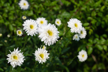 Obraz premium White daisies on the lawn