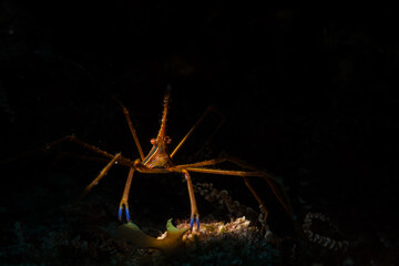 Yellowline arrow crab (Stenorhynchus seticornis) hides on the reef off the Dutch Caribbean island of Sint Maarten