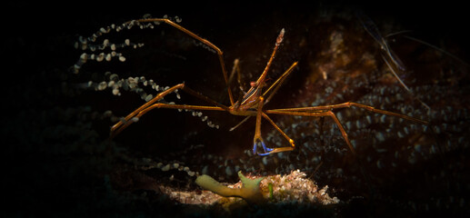 Yellowline arrow crab (Stenorhynchus seticornis) hides on the reef off the Dutch Caribbean island of Sint Maarten
