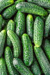 Cucumbers background Cucumbers harvest. A lot of cucumbers.Cucumbers harvest in summer. Cucumbers for salads or canning. Summer vegetables.