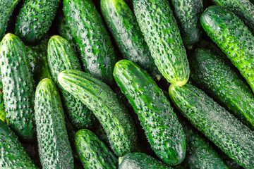 Cucumbers background Cucumbers harvest. A lot of cucumbers.Cucumbers harvest in summer. Cucumbers for salads or canning. Summer vegetables.