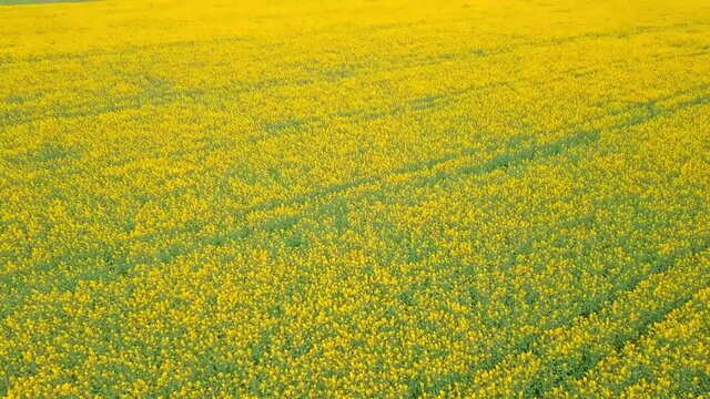 Blooming rapeseed field on a sunny day. Aerial photography, drone, bird's eye view. The wind flutters the yellow rapeseed flowers. Rich harvest of blooming yellow rapeseed with blue sky and clouds.