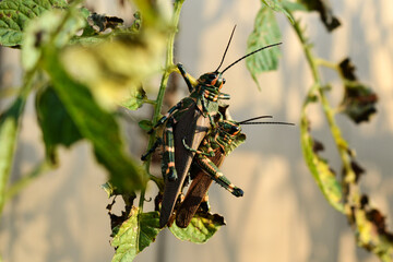 A grasshopper mating couple over a tomato leaf, and under the sunlight.