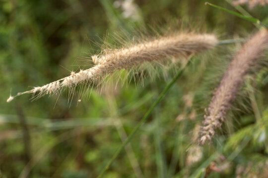 Closeup shot of sweetgrass growing in a field