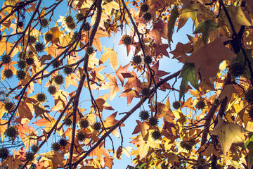 autumn leaves background
