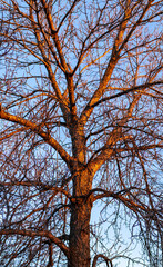 Bare Tree at Sunset