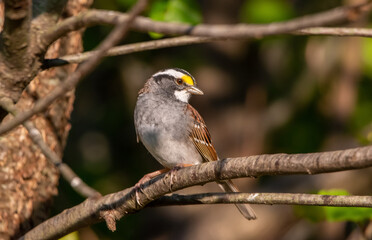 A darling little White-Throated Sparrow