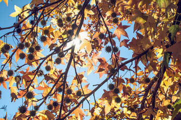 autumn leaves on blue sky