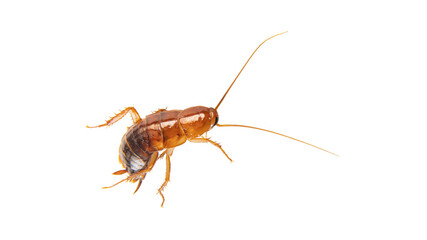a large cockroach on a white background