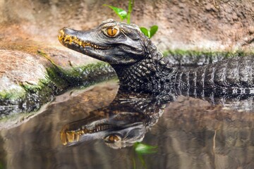 caiman waiting in the water for prey - obrazy, fototapety, plakaty