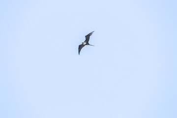 seagull in flight