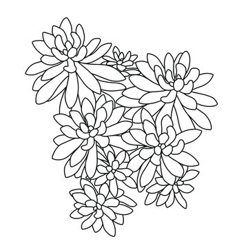 Hand drawn vector of  Echeveria leucotricha isolated on white background. Stock illustration of succulent plant in line sketch style  for coloring pages.