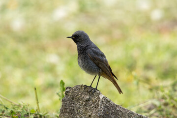 Rusty-tailed (Phoenicurus ochruros)