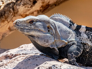 spiny-tailed iguana
