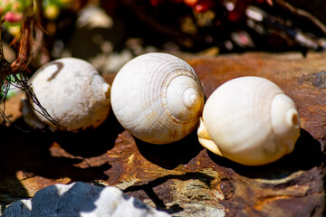 Seal shells, ocean theme