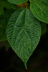 green leaf with drops