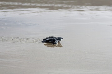 leatherback turtle on ocean