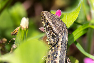 Agile lizard (Lacerta agilis)