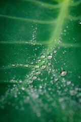 drops on leaf