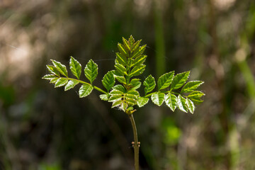 Ash (Fraxinus excelsior)  young leaves