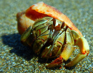 Costa Rica Pacific Sea life