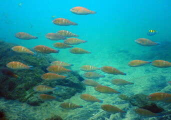 Fototapeta na wymiar Costa Rica Pacific Sea life
