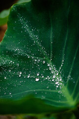 dew on leaf