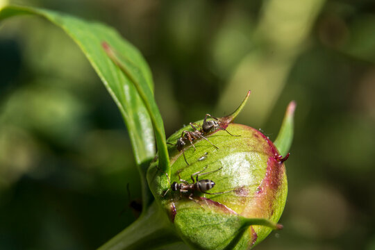 Lawn Ant (Tetramorium Caespitum)