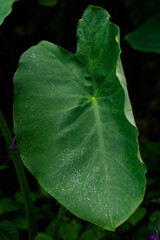 leaf with water drops