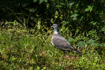 The red pigeon (Columba palumbus)