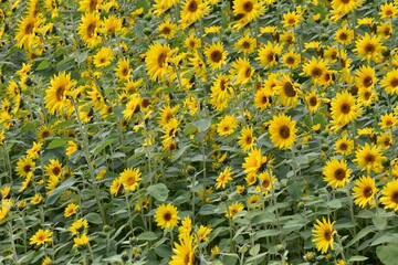 field of sunflowers in summer