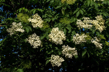 Queen Anne's Lace (Daucus carota)