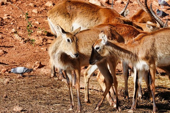 Closeup shot of a group of saigas in a steppe