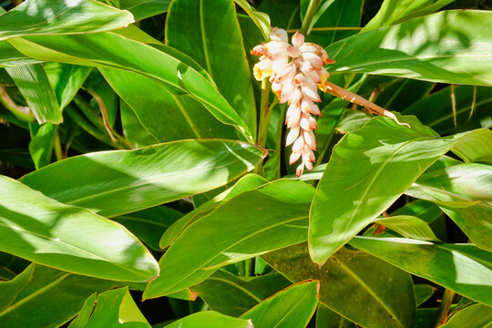 Closeup shot of leaves and flower of Shell ginger on a sunny day