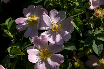 wild rose (Rosa Canina) bush.