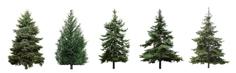 Gardinen Beautiful evergreen fir trees on white background, collage. Banner design © New Africa