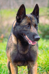 Belgian Shepherd Malinoi female portrait